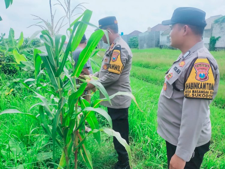 Polsek Sukodono Dorong Ketahanan Pangan Tanaman Jagung Lewat Peran Aktif Bhabinkamtibmas